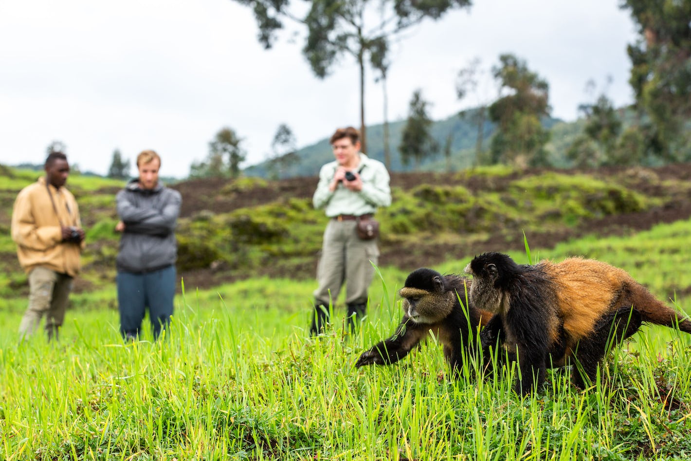 1 Day Golden Monkey Tour